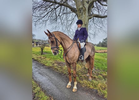 Caballo de deporte irlandés, Caballo castrado, 7 años, 168 cm, Alazán-tostado