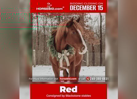 Caballo de deporte irlandés, Caballo castrado, 7 años, 168 cm, Alazán-tostado