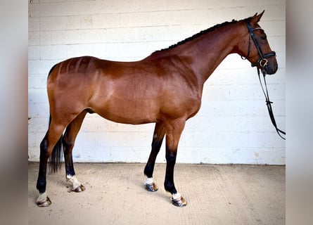 Caballo de deporte irlandés, Caballo castrado, 7 años, 168 cm, Castaño rojizo
