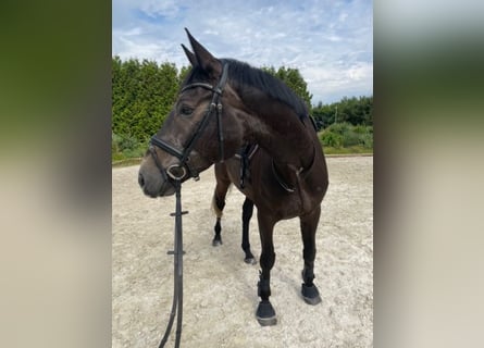 Caballo de deporte irlandés, Caballo castrado, 7 años, 168 cm, Tordo