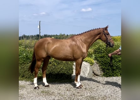 Caballo de deporte irlandés, Caballo castrado, 7 años, 170 cm, Alazán-tostado