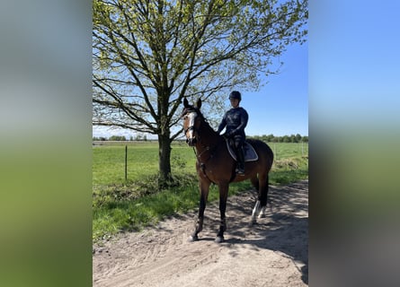 Caballo de deporte irlandés, Caballo castrado, 7 años, 170 cm, Castaño