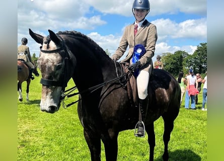 Caballo de deporte irlandés, Caballo castrado, 7 años, 173 cm, Tordo