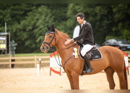 Caballo de deporte irlandés, Caballo castrado, 7 años, 175 cm, Alazán