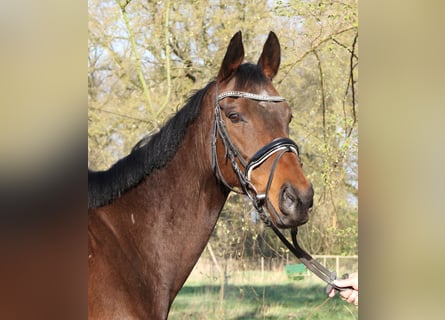 Caballo de deporte irlandés, Caballo castrado, 8 años, 160 cm, Morcillo