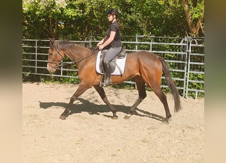 Caballo de deporte irlandés, Caballo castrado, 8 años, 166 cm, Castaño