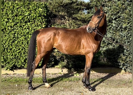 Caballo de deporte irlandés, Caballo castrado, 8 años, 168 cm, Castaño