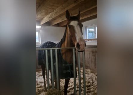 Caballo de deporte irlandés, Caballo castrado, 8 años, 168 cm, Castaño claro