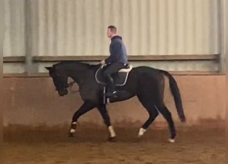 Caballo de deporte irlandés, Caballo castrado, 8 años, 168 cm, Castaño oscuro