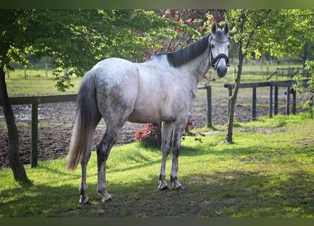 Caballo de deporte irlandés, Caballo castrado, 8 años, 171 cm