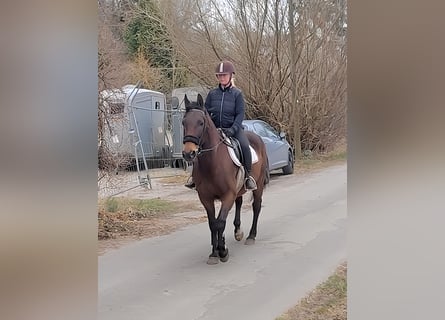 Caballo de deporte irlandés, Caballo castrado, 9 años, 157 cm, Castaño