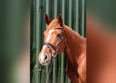 Caballo de deporte irlandés, Caballo castrado, 9 años, 163 cm, Alazán-tostado