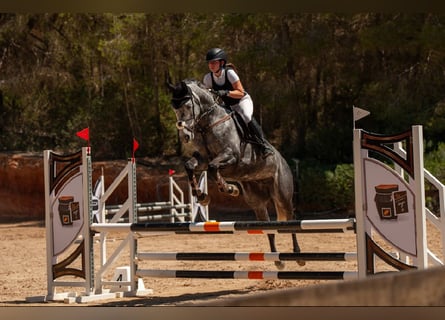 Caballo de deporte irlandés, Caballo castrado, 9 años, 163 cm, Tordo
