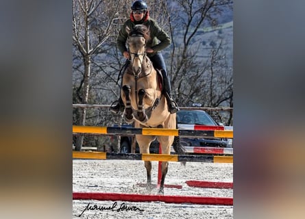 Caballo de deporte irlandés, Caballo castrado, 9 años, 168 cm, Bayo