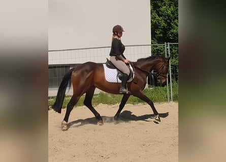 Caballo de deporte irlandés, Caballo castrado, 9 años, 169 cm, Castaño