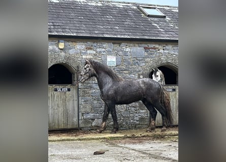 Caballo de deporte irlandés, Semental, 3 años, 168 cm, Tordo