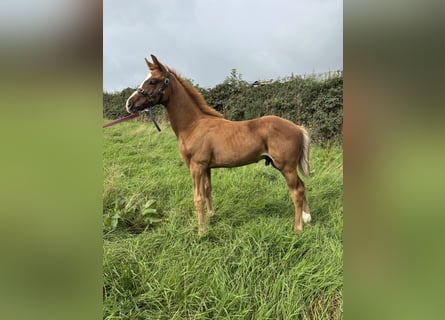 Caballo de deporte irlandés, Semental, Potro (06/2026), 168 cm, Alazán