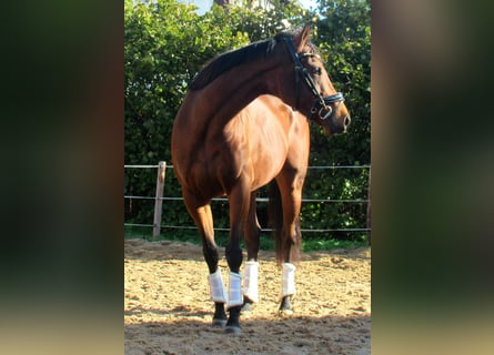 Caballo de deporte irlandés, Yegua, 10 años, 154 cm, Castaño