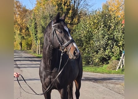 Caballo de deporte irlandés, Yegua, 10 años, 160 cm, Negro