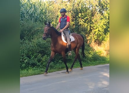 Caballo de deporte irlandés, Yegua, 10 años, 161 cm, Castaño