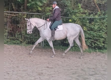 Caballo de deporte irlandés, Yegua, 10 años, 170 cm, Tordo