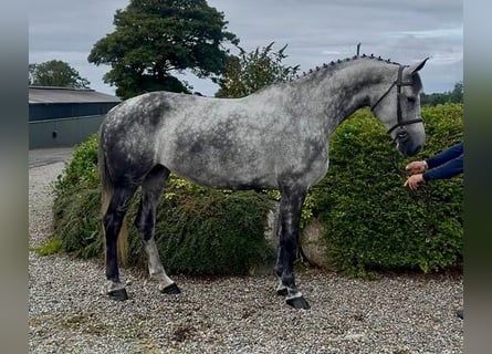 Caballo de deporte irlandés, Yegua, 10 años, 170 cm, Tordo rodado