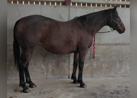 Caballo de deporte irlandés, Yegua, 10 años, Castaño rojizo