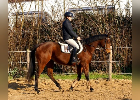 Caballo de deporte irlandés, Yegua, 11 años, 154 cm, Castaño