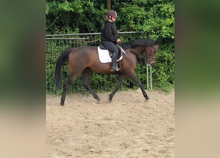 Caballo de deporte irlandés, Yegua, 11 años, 165 cm, Castaño