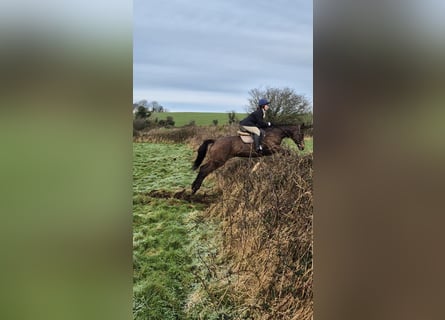 Caballo de deporte irlandés, Yegua, 11 años, 165 cm, Castaño