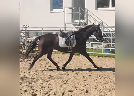 Caballo de deporte irlandés, Yegua, 11 años, 168 cm, Castaño oscuro