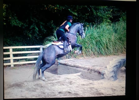 Caballo de deporte irlandés, Yegua, 12 años, 156 cm, Tordo