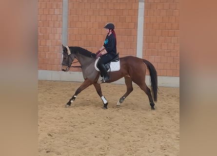 Caballo de deporte irlandés, Yegua, 12 años, 160 cm, Castaño