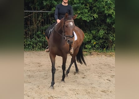 Caballo de deporte irlandés, Yegua, 12 años, 162 cm, Castaño