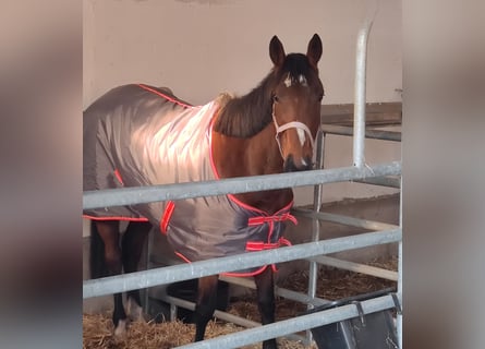 Caballo de deporte irlandés, Yegua, 12 años, 165 cm, Castaño