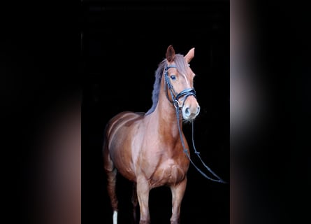 Caballo de deporte irlandés Mestizo, Yegua, 12 años, Alazán-tostado