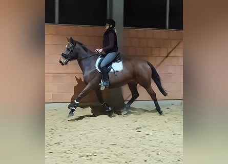 Caballo de deporte irlandés, Yegua, 14 años, 164 cm, Castaño