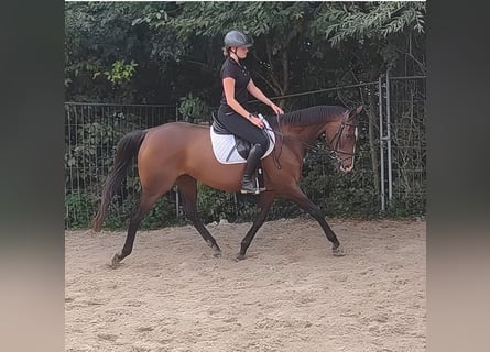 Caballo de deporte irlandés, Yegua, 14 años, 165 cm, Castaño