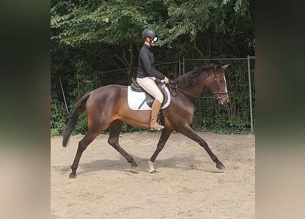 Caballo de deporte irlandés, Yegua, 14 años, 166 cm, Castaño