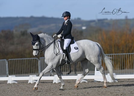 Caballo de deporte irlandés, Yegua, 15 años, 168 cm, Tordo