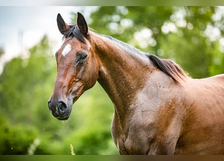 Caballo de deporte irlandés, Yegua, 15 años, 169 cm, Castaño