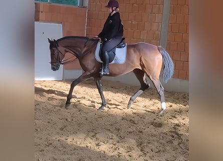 Caballo de deporte irlandés, Yegua, 16 años, 168 cm, Castaño