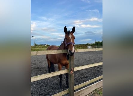 Caballo de deporte irlandés, Yegua, 17 años, 168 cm, Castaño rojizo