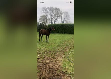 Caballo de deporte irlandés, Yegua, 1 año, 165 cm, Castaño rojizo