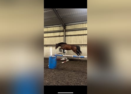 Caballo de deporte irlandés, Yegua, 2 años, 163 cm, Castaño rojizo