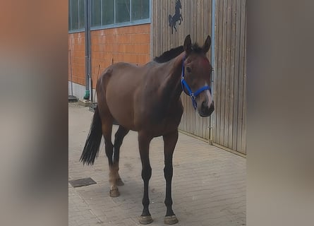 Caballo de deporte irlandés, Yegua, 3 años, 160 cm, Castaño