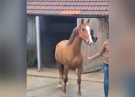 Caballo de deporte irlandés, Yegua, 3 años, 162 cm, Alazán