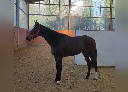 Caballo de deporte irlandés, Yegua, 3 años, 168 cm, Castaño