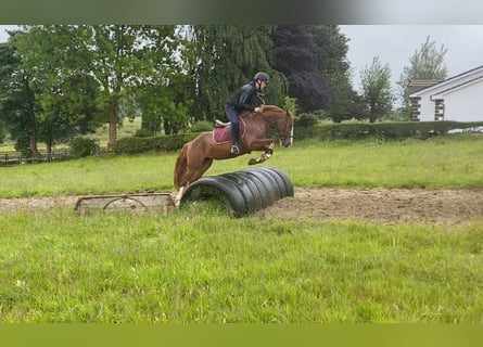 Caballo de deporte irlandés, Yegua, 4 años, 138 cm, Alazán-tostado