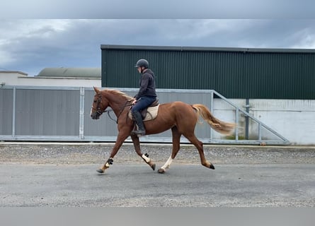 Caballo de deporte irlandés, Yegua, 4 años, 148 cm, Alazán-tostado